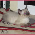 Photo of Milo
