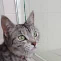 Photo of Mishall