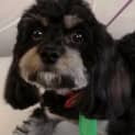 Photo of Coco