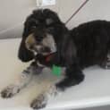 Photo of Coco