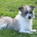 Photo of Murphy (D684)