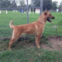 Photo of Memphis: 9 Month Old Female German Shep X