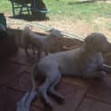 Photo of Casper (Adoption Pending)