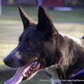 Photo of Banjo (On Trial With The Raaf 3/9/14)