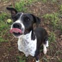 Photo of Digger (Adoption Pending)