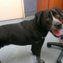 Photo of Jet (Adoption Pending)