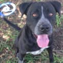 Photo of Jet (Adoption Pending)