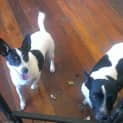 Photo of Lilly And Kojak