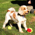 Photo of Zoe The Cocker Spaniel (Adopted 28/7/14)