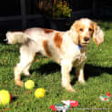 Photo of Zoe The Cocker Spaniel (Adopted 28/7/14)