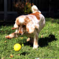 Photo of Zoe The Cocker Spaniel (Adopted 28/7/14)