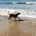 Photo of Nala