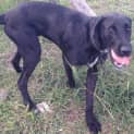Photo of Rex