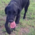 Photo of Rex