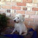 Photo of Smudge