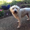 Photo of Smudge