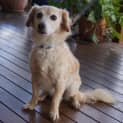 Photo of Oscar