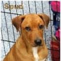Photo of Spud