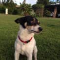 Photo of Tonka