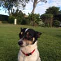 Photo of Tonka
