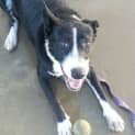 Photo of Toohey (Adoption Pending)