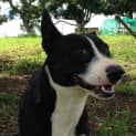 Photo of Toohey (Adoption Pending)