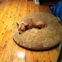 Photo of Mishka (On Hold Pending Adoption 17/8/14)