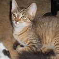 Photo of Benson