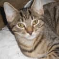 Photo of Benson