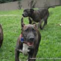 Photo of Zeus (On Trial 7/6/14)