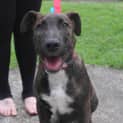 Photo of Zeus (On Trial 7/6/14)