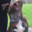 Photo of Zeus (On Trial 7/6/14)