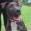Photo of Zeus (On Trial 7/6/14)
