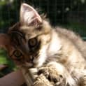 Photo of Toffee