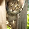 Photo of Toffee