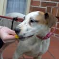 Photo of Ruby **A Sweet Sweet Princess**