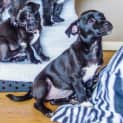 Photo of Puppy Aisha (On Trial 3/7/14)