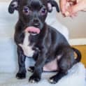 Photo of Puppy Webster (Adopted 24/7/14) By Carer