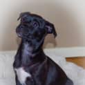 Photo of Puppy Aisha (On Trial 3/7/14)