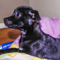 Photo of Puppy Aisha (On Trial 3/7/14)