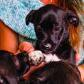 Photo of Puppy Aisha (On Trial 3/7/14)
