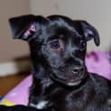 Photo of Puppy Aisha (On Trial 3/7/14)