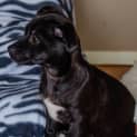 Photo of Puppy Aisha (On Trial 3/7/14)