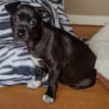 Photo of Puppy Aisha (On Trial 3/7/14)