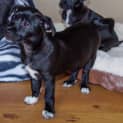 Photo of Puppy Aisha (On Trial 3/7/14)