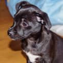 Photo of Puppy Aisha (On Trial 3/7/14)