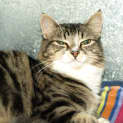 Photo of Miah