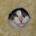 Photo of Patches