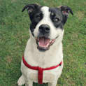 Photo of Daisy
