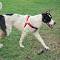 Photo of Daisy